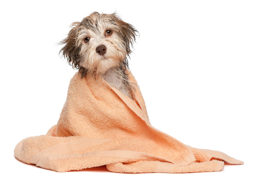 The Benefits Of Dog Grooming - The Dog Stop